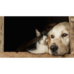 Direitos e Deveres na proteção dos  Animais Comunitários